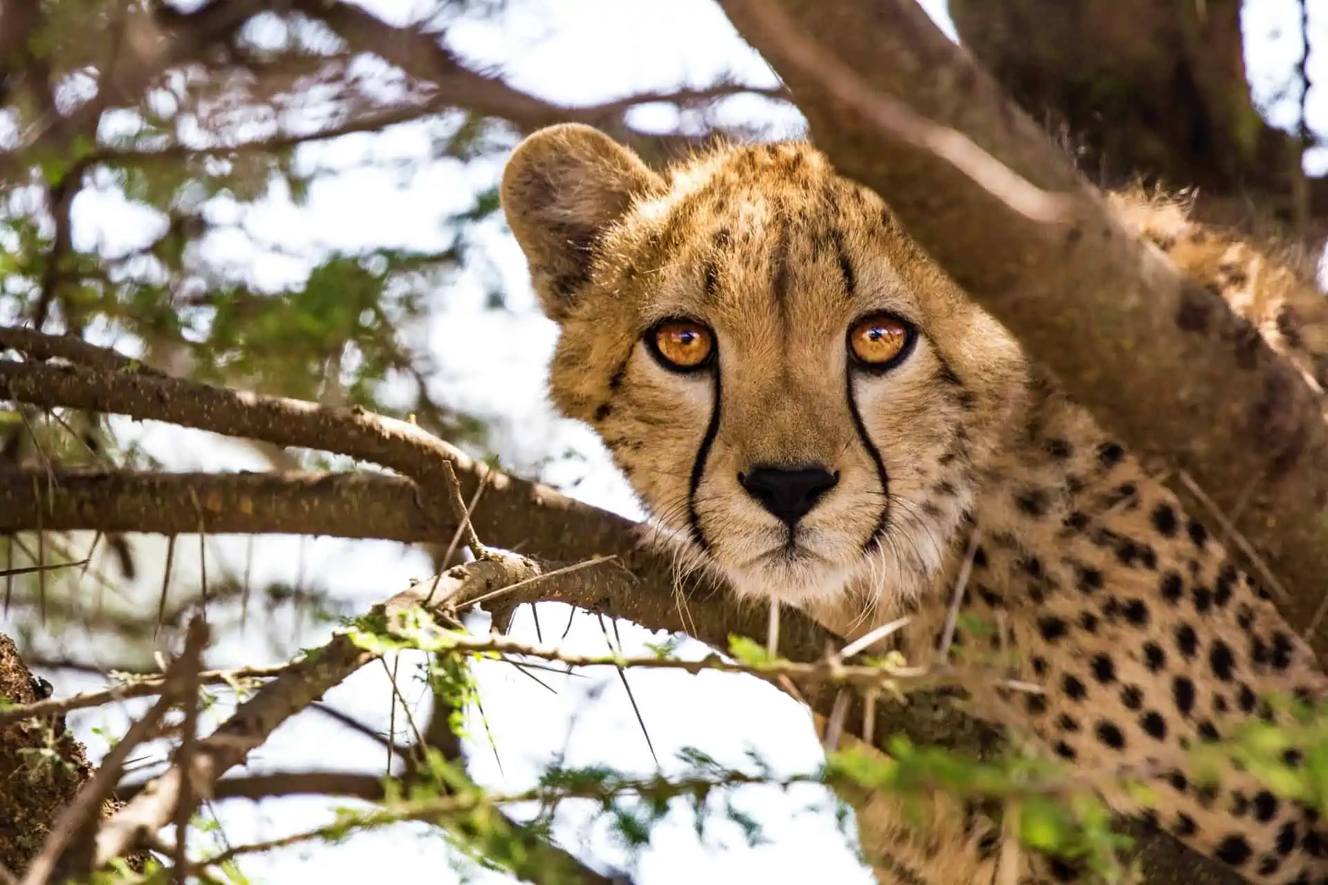 Cheetah in a tree.