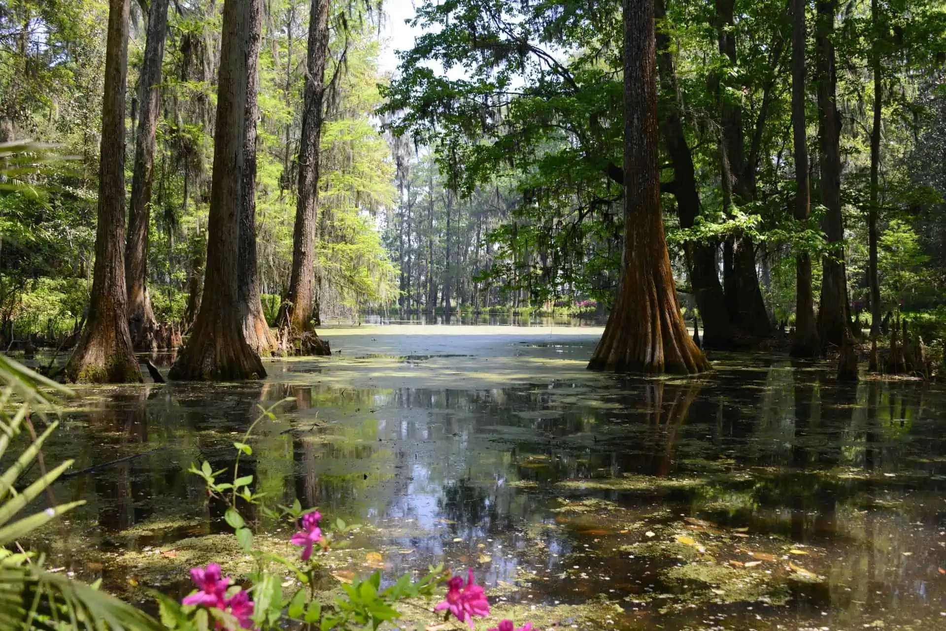 Big Cypress National Preserve: Top 3 Ways to Enjoy Florida’s Beautiful Backyard