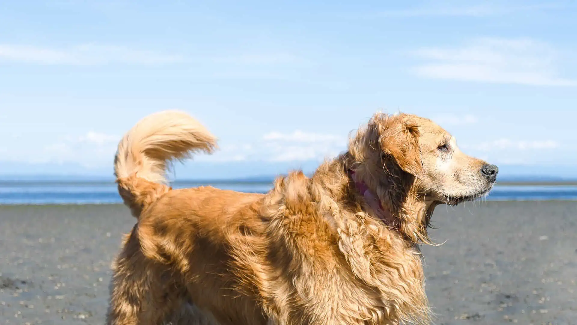 Florida Beaches that Allow Dogs